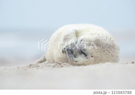 Cute white baby of a grey seal lying on a beach making a funny face Cute white baby of a grey seal lying on a beach making a funny face 121083788