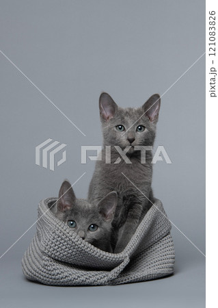 Two cute grey Russian blue kitten in a grey basket on a grey background looking at the camera, one alert and one shy 121083826