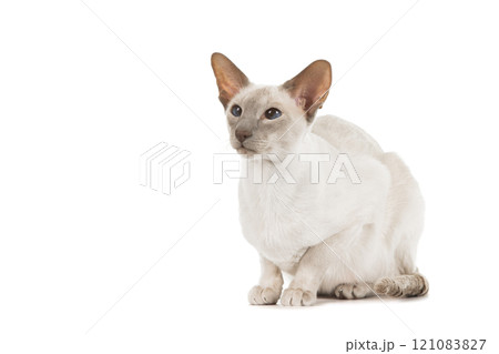 Siamese cat with blue eyes looking away isolated on a white background Siamese cat with blue eyes looking away isolated on a white background 121083827