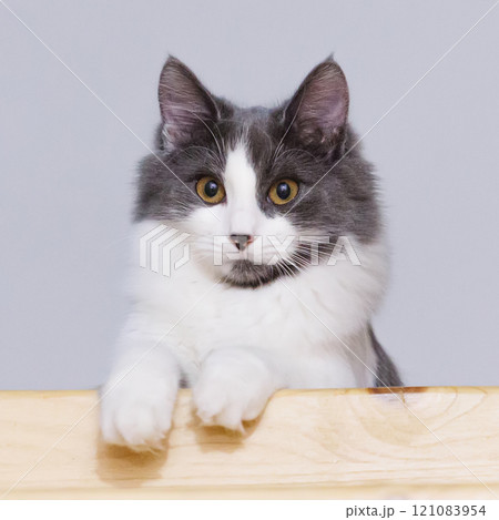 Portrait of a gray and white fluffy cat sitting on a wooden surface Portrait of a gray and white fluffy cat sitting on a wooden surface 121083954