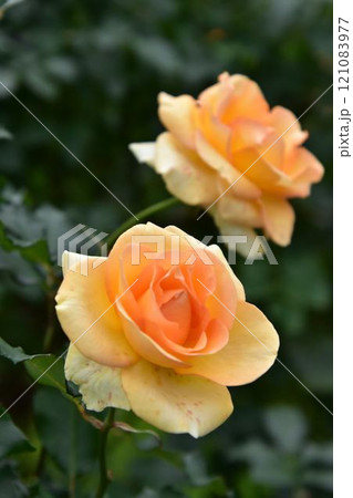 薔薇園に黄色の薔薇の花が咲いています 薔薇園に黄色の薔薇の花が咲いています 121083977