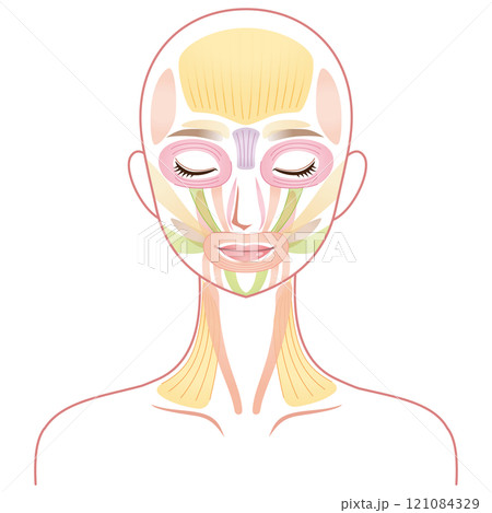 顔の筋肉の仕組み 美容 表情筋 顔の筋肉の仕組み 美容 表情筋 121084329