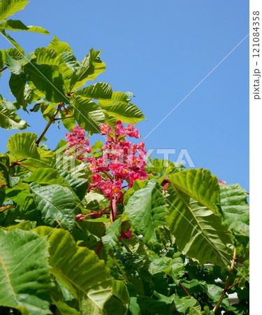 ベニバナトチノキの花 ベニバナトチノキの花 121084358