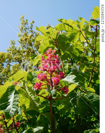 ベニバナトチノキの花 ベニバナトチノキの花 121084359