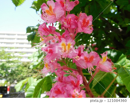 ベニバナトチノキの花 121084360