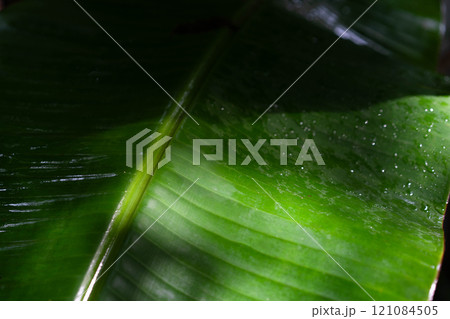 Glowing green palm leaf with droplets reflecting sunlight in a humid tropical environment. Glowing green palm leaf with droplets reflecting sunlight in a humid tropical environment. 121084505