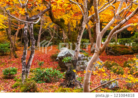 【京都風景】圓光寺　絶景の紅葉に思わず息をのむ美しさ 121084818