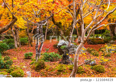 【京都風景】圓光寺　絶景の紅葉に思わず息をのむ美しさ 121084819