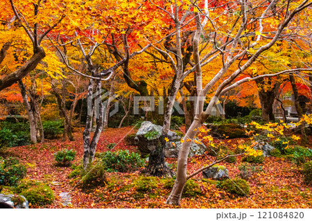 【京都風景】圓光寺 絶景の紅葉に思わず息をのむ美しさ 【京都風景】圓光寺 絶景の紅葉に思わず息をのむ美しさ 121084820