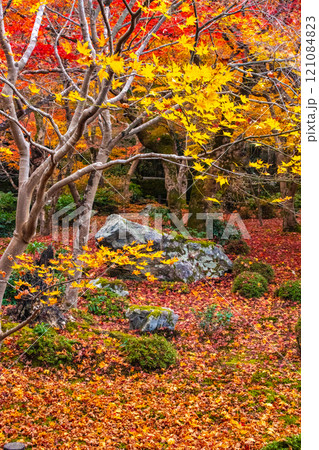 【京都風景】圓光寺　絶景の紅葉に思わず息をのむ美しさ 121084823