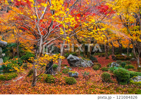 【京都風景】圓光寺　絶景の紅葉に思わず息をのむ美しさ 121084826