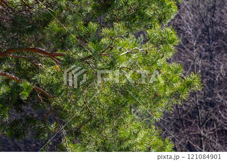 Pinus sylvestris branch with cones in natural environment 121084901