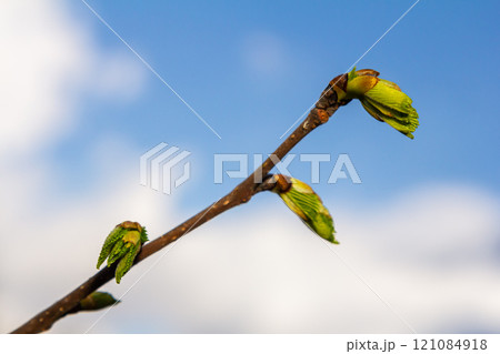 Bright green hornbeam tree leaves in front of the sky. Forest nature background 121084918