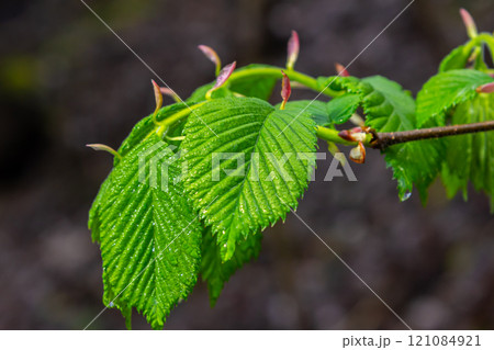Bright green hornbeam tree leaves in front of the sky. Forest nature background 121084921