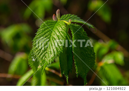 Bright green hornbeam tree leaves in front of the sky. Forest nature background 121084922