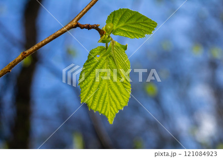Bright green hornbeam tree leaves in front of the sky. Forest nature background 121084923