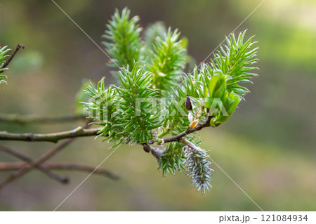 Close-up of golden willow catkins swaying gently in the spring breeze. The sunlight enhances their vibrant color and delicate texture, highlighting the beauty of early spring 121084934