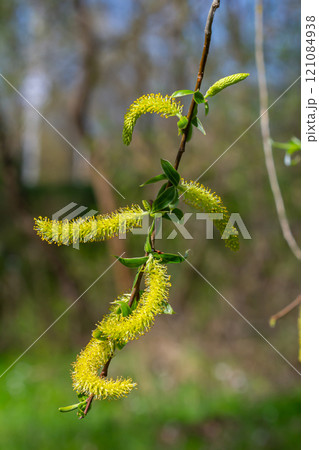 Close-up of golden willow catkins swaying gently in the spring breeze. The sunlight enhances their vibrant color and delicate texture, highlighting the beauty of early spring 121084938
