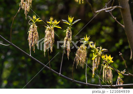 Bordo Negundo or ash-leaved maple, male flowers in clusters on slender pedicels and pistillate flowers on drooping racemes. Acer negundo is fast-growing, short-lived tree of the family Sapindaceae Bordo Negundo or ash-leaved maple, male flowers in clusters on slender pedicels and pistillate flowers on drooping racemes. Acer negundo is fast-growing, short-lived tree of the family Sapindaceae 121084939