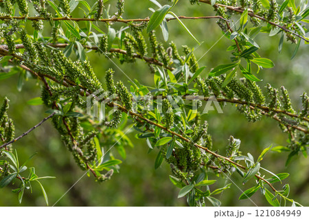 Close-up of golden willow catkins swaying gently in the spring breeze. The sunlight enhances their vibrant color and delicate texture, highlighting the beauty of early spring 121084949