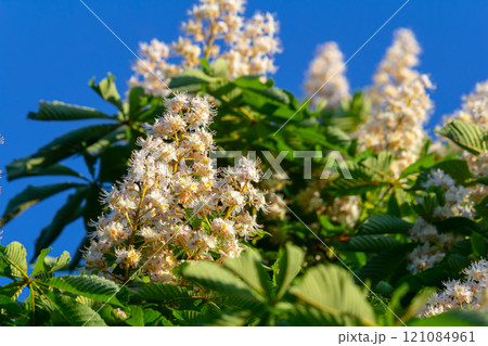 Aesculus hippocastanum is a large tree. Its inflorescences are a source of nectar for bees and insects, and are used as an ingredient in traditional medicine 121084961