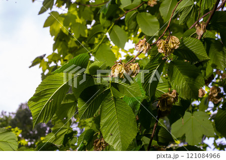 Close-up shot of the samara samarae of the Wych or Scots elm Ulmus glabra on the branches among green leaves in early spring Close-up shot of the samara samarae of the Wych or Scots elm Ulmus glabra on the branches among green leaves in early spring 121084966