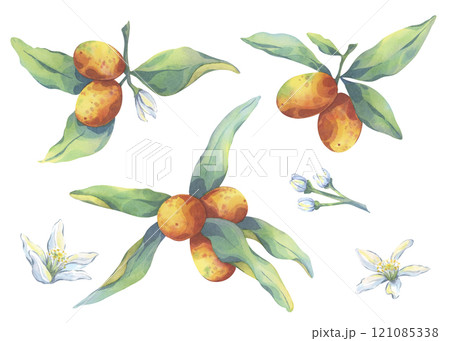 Kumquat painted with watercolors. Set of elements for design. Ripe orange fruit with fresh green leaves and flowers on white background. Trendy design for decor. Hand painted citrus for printing 121085338