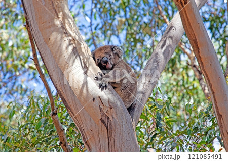 A cute koala resting in a eucalyptus tree on a sunny day in Australia, showcasing wildlife and nature A cute koala resting in a eucalyptus tree on a sunny day in Australia, showcasing wildlife and nature 121085491