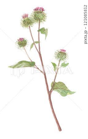 水彩で描いたごぼう（牛蒡）の花　 121085812