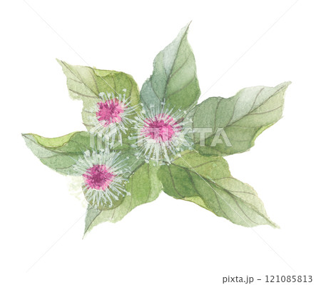 水彩で描いたごぼう（牛蒡）の花　 121085813