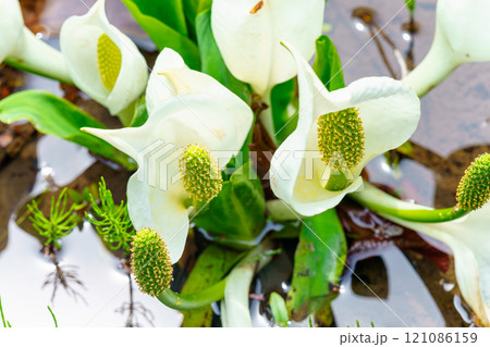 水芭蕉 水芭蕉 121086159