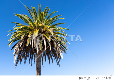 A vibrant palm tree stands tall against a bright blue A vibrant palm tree stands tall against a bright blue 121086186