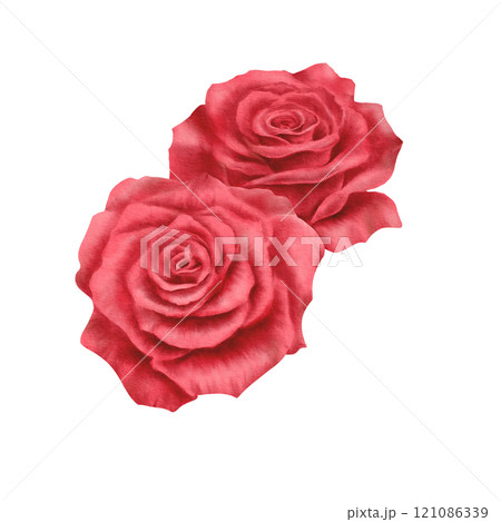 Two red roses in realistic style in watercolor technique as a symbol of couples' date, love,passion,desire.Hand-drawn watercolor illustration for Valentine's Day,Woman's day Two red roses in realistic style in watercolor technique as a symbol of couples' date, love,passion,desire.Hand-drawn watercolor illustration for Valentine's Day,Woman's day 121086339