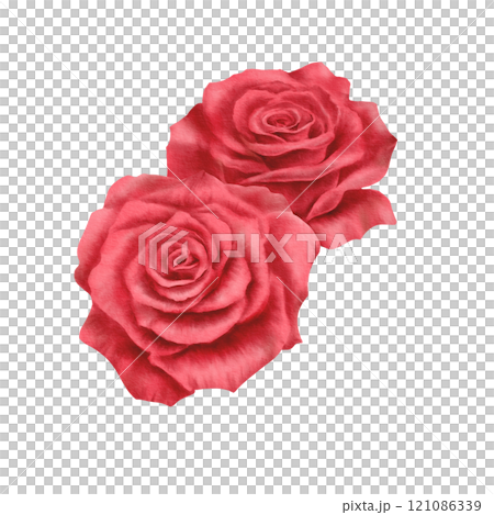 Two red roses in realistic style in watercolor technique as a symbol of couples' date, love,passion,desire.Hand-drawn watercolor illustration for Valentine's Day,Woman's day Two red roses in realistic style in watercolor technique as a symbol of couples' date, love,passion,desire.Hand-drawn watercolor illustration for Valentine's Day,Woman's day 121086339