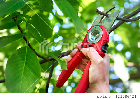 Trimming with scissors secateurs extra branches tree.Garden care.Landscaping Trimming with scissors secateurs extra branches tree.Garden care.Landscaping 121086421