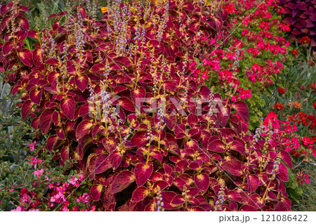 Landscaping. Red ornamental plant Coleus of the Lamiaceae family in sunny beam 121086422