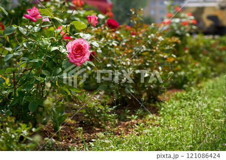 Landscaping.Bright pink rose bush in green lush garden,flower bed Landscaping.Bright pink rose bush in green lush garden,flower bed 121086424