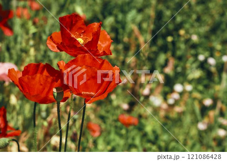 Beauty.Tender medicinal scarlet red poppies on a green summer field 121086428