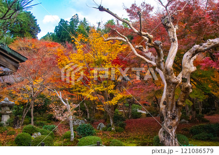 【京都風景】圓光寺　絶景の紅葉に思わず息をのむ美しさ 121086579