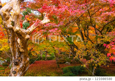 【京都風景】圓光寺　絶景の紅葉に思わず息をのむ美しさ 121086580