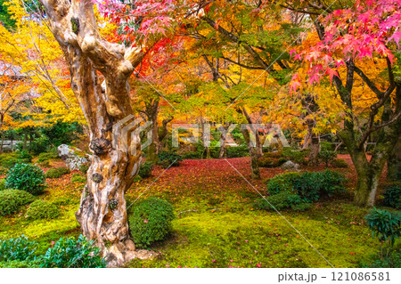 【京都風景】圓光寺　絶景の紅葉に思わず息をのむ美しさ 121086581