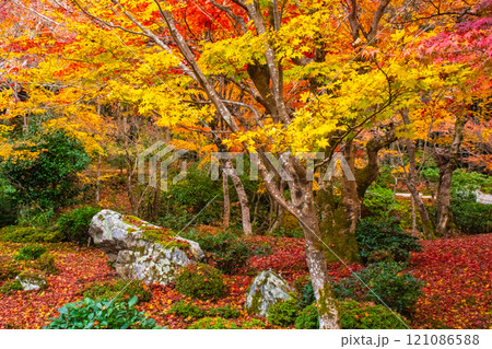 【京都風景】圓光寺　絶景の紅葉に思わず息をのむ美しさ 121086588