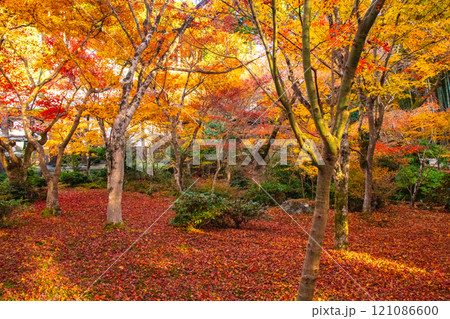 【京都風景】圓光寺 絶景の紅葉に思わず息をのむ美しさ 【京都風景】圓光寺 絶景の紅葉に思わず息をのむ美しさ 121086600