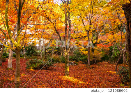 【京都風景】圓光寺 絶景の紅葉に思わず息をのむ美しさ 【京都風景】圓光寺 絶景の紅葉に思わず息をのむ美しさ 121086602