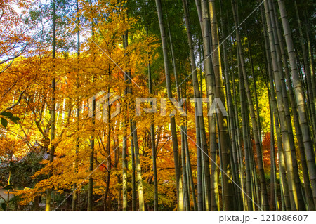 【京都風景】圓光寺　絶景の紅葉に思わず息をのむ美しさ 121086607