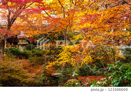 【京都風景】圓光寺 絶景の紅葉に思わず息をのむ美しさ 【京都風景】圓光寺 絶景の紅葉に思わず息をのむ美しさ 121086609