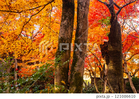 【京都風景】圓光寺 絶景の紅葉に思わず息をのむ美しさ 【京都風景】圓光寺 絶景の紅葉に思わず息をのむ美しさ 121086610