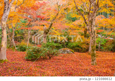 【京都風景】圓光寺 絶景の紅葉に思わず息をのむ美しさ 【京都風景】圓光寺 絶景の紅葉に思わず息をのむ美しさ 121086612