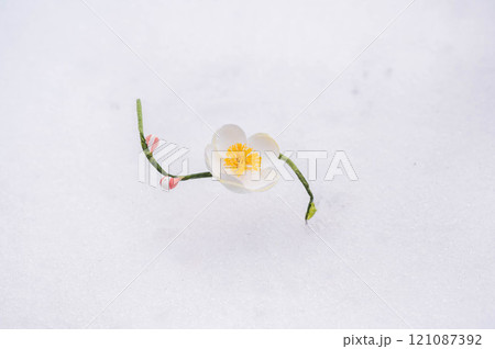梅の花 梅の花 121087392