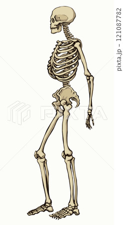 Human skeleton. Vector schematic drawing Human skeleton. Vector schematic drawing 121087782